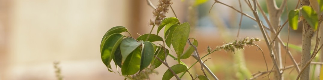 Close Up Of A Green Leaf | LinkedIn Background