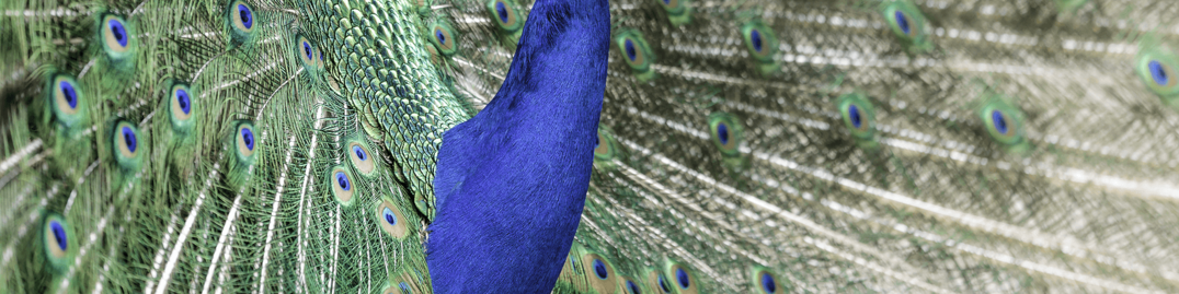 Peacock Feathers | LinkedIn Background