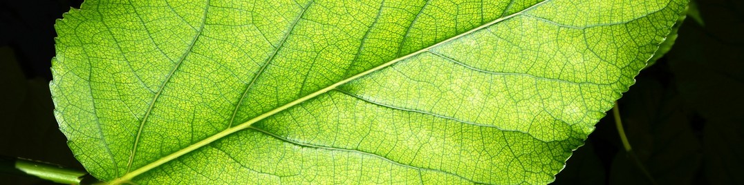 So Leafy | LinkedIn Background