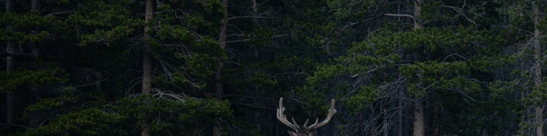 Forest - LinkedIn Background - Get some inspiration!