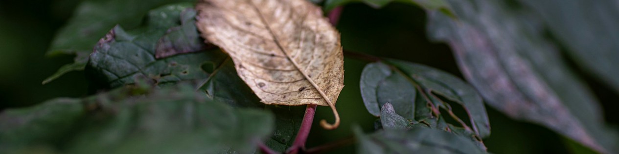 Blurry Autumn Leaf - LinkedIn Background - Get some inspiration!