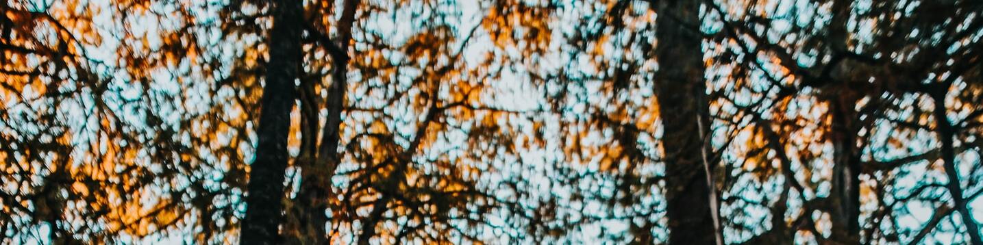 nature - LinkedIn Background - Get some inspiration!