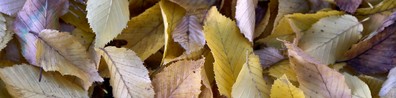 A Bunch Of Dried Leaves - Free LinkedIn Background Photo