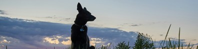 A Dog Waiting Patiently - Free LinkedIn Background Photo
