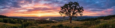 A Tree With Lovely Sunset Color Background - Free LinkedIn Background Photo
