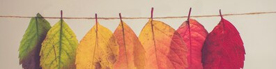 All Colors of Autumn - Free LinkedIn Background Photo