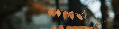 Autumn Leaves Smiling At You - Free LinkedIn Background Photo