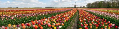 Beautiful And Colorful Tulip Flowers - Free LinkedIn Background Photo