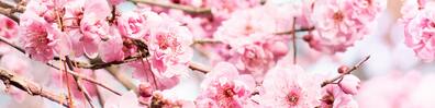 Beautiful Blooming Tree - Free LinkedIn Background Photo