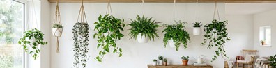 Beautiful Hanging Indoor Plants In White Background - Free LinkedIn Background Photo