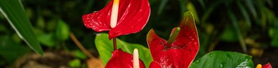 Beautiful Red Anthurium Plant - Free LinkedIn Background Photo
