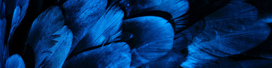 Blue Abstract Feathers - Free LinkedIn Background Photo