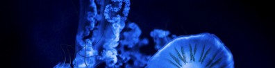 Blue Jellyfishes - Free LinkedIn Background Photo