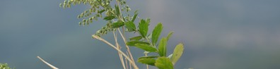 Blurry Shot Of Green Leaves - Free LinkedIn Background Photo