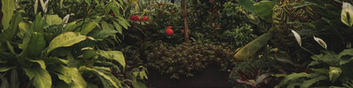 Botanic Garden - Free LinkedIn Background Photo