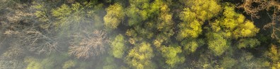 Brown And Yellow Trees In Foggy Forest - Free LinkedIn Background Photo