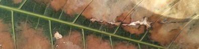 Brownish Leaf Texture - Free LinkedIn Background Photo