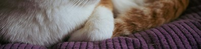 Cat Paws On A Blanket - Free LinkedIn Background Photo