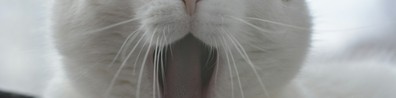 Cat With Fluffy Fur - Free LinkedIn Background Photo