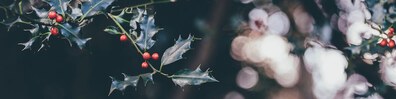 Christmas Rowan - Free LinkedIn Background Photo