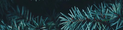 Christmas Tree Needles - Free LinkedIn Background Photo