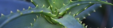 Close Up Photography Of Succulent Flower - Free LinkedIn Background Photo