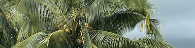 Coconut Tree In A Gloomy Weather - Free LinkedIn Background Photo