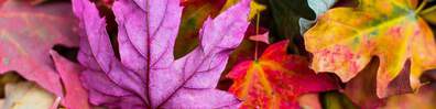 Colorful Autumn - Free LinkedIn Background Photo