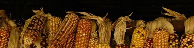Corn Gate - Free LinkedIn Background Photo