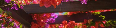 Covered Garden With Hanging Flowers - Free LinkedIn Background Photo