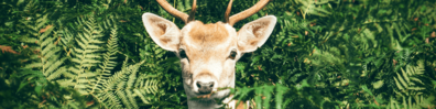 Deer In the Forest - Free LinkedIn Background Photo