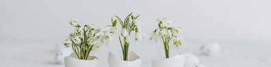 Different Indoor Plants In White Background - Free LinkedIn Background Photo