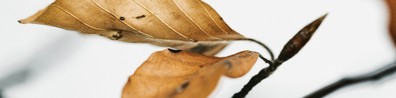 Dried Brown Leaf In White Background - Free LinkedIn Background Photo