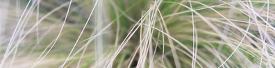 Dried Pampas Grass In White Background - Free LinkedIn Background Photo