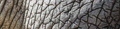 Elephant Skin Texture - Free LinkedIn Background Photo