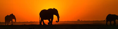 Elephants In Sunset - Free LinkedIn Background Photo