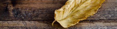 Fallen Leaf - Free LinkedIn Background Photo