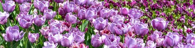 Flatlay Of A Lovely Violet Tulips - Free LinkedIn Background Photo