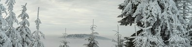 Forest Beside Snowy Mountains - Free LinkedIn Background Photo