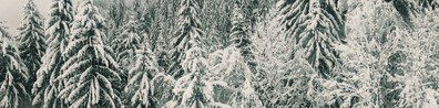 Forest During Winter - Free LinkedIn Background Photo