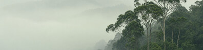 Forest Through Mist - Free LinkedIn Background Photo