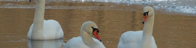 Four White Swan Resting On Snow - Free LinkedIn Background Photo