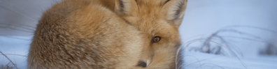 Fox - Free LinkedIn Background Photo