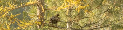 Golden Eagle In The Forest - Free LinkedIn Background Photo