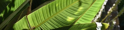 Green Banana Leaves - Free LinkedIn Background Photo