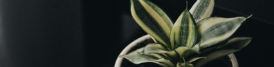 Green Indoor Plants - Free LinkedIn Background Photo