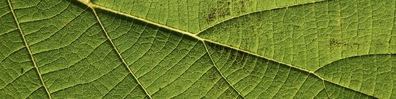 Green Leaf Way - Free LinkedIn Background Photo