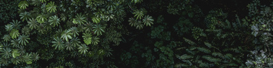Greenery Everywhere - Free LinkedIn Background Photo