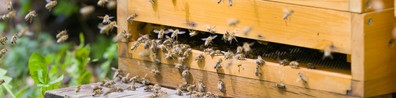 Hardworking Bees - Free LinkedIn Background Photo