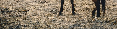 Hooves - Free LinkedIn Background Photo